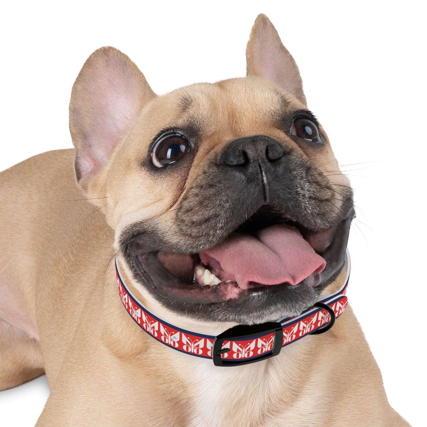 Monarch Dog Collar