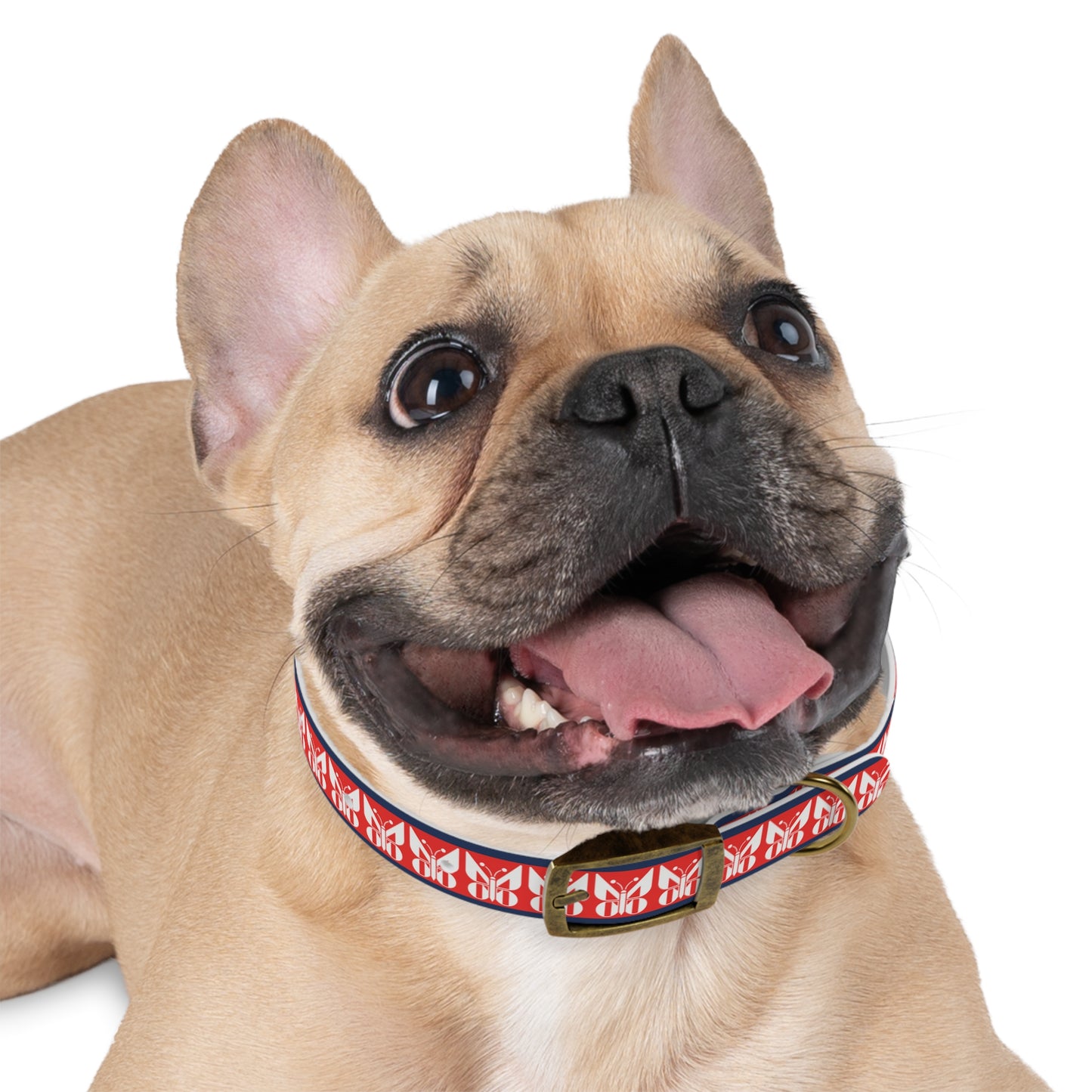 Monarch Dog Collar